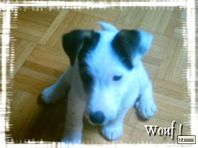 jack